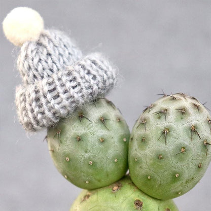 100Pcs Cactus Seeds Perfect for beginner planting to create unique sculptural ornamental layers and add textured artistic appeal to home and garden scenery
