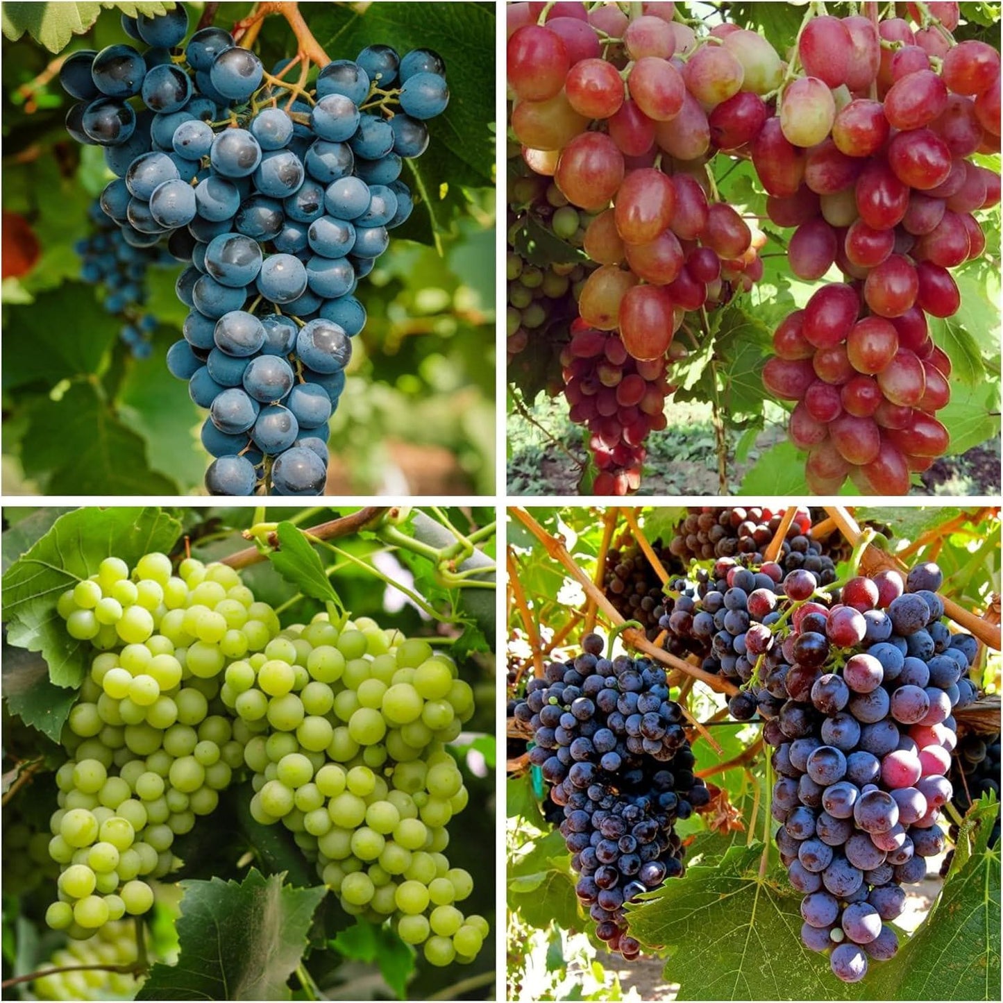 50pcs Grape Seeds Easy To Grow Works Well In Temperate Climate Gardens With Warm Summers And Mild Winter Conditions