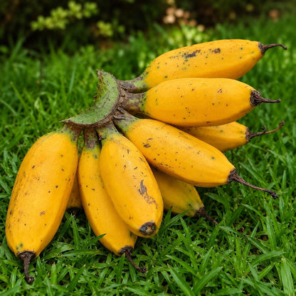 100pcs Banana Seeds Beginner Friendly And Straightforward To Establish With Strong Warm Climate Tolerance For Home Gardens