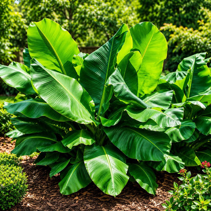 100pcs Banana Seeds Beginner Friendly And Straightforward To Establish With Strong Warm Climate Tolerance For Home Gardens