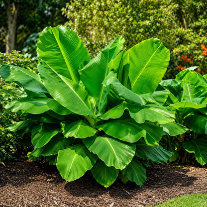 100pcs Banana Seeds Beginner Friendly And Straightforward To Establish With Strong Warm Climate Tolerance For Home Gardens