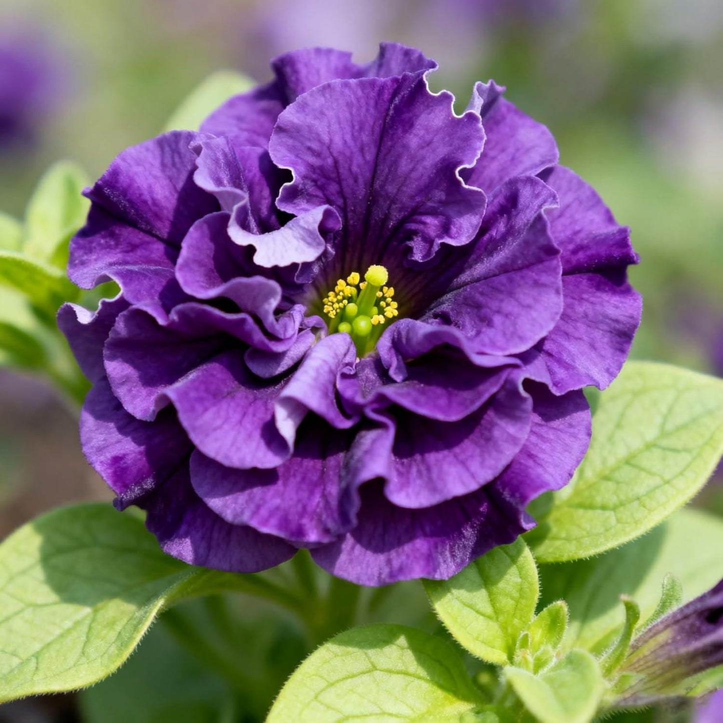 3000pcs Double Petunia Seeds Heirloom Annual Garden Seed Baskets Containers Borders Outdoor Decor Beginner