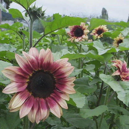 90Pcs Sunflower Seeds Easy to Maintain ideal for fixed long term planting in garden background borders and landscape accent areas