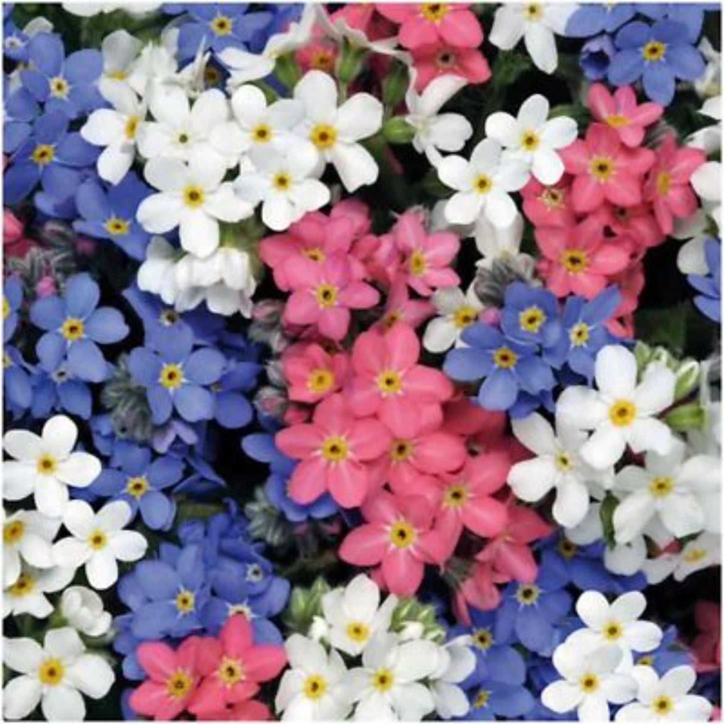 500Pcs Forget Me Not Seeds suitable for casual home gardening and long-term border decorative layout