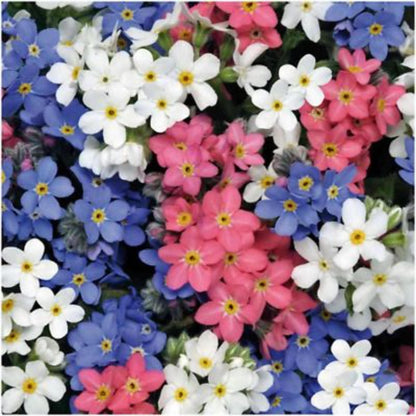 500Pcs Forget Me Not Seeds suitable for casual home gardening and long-term border decorative layout