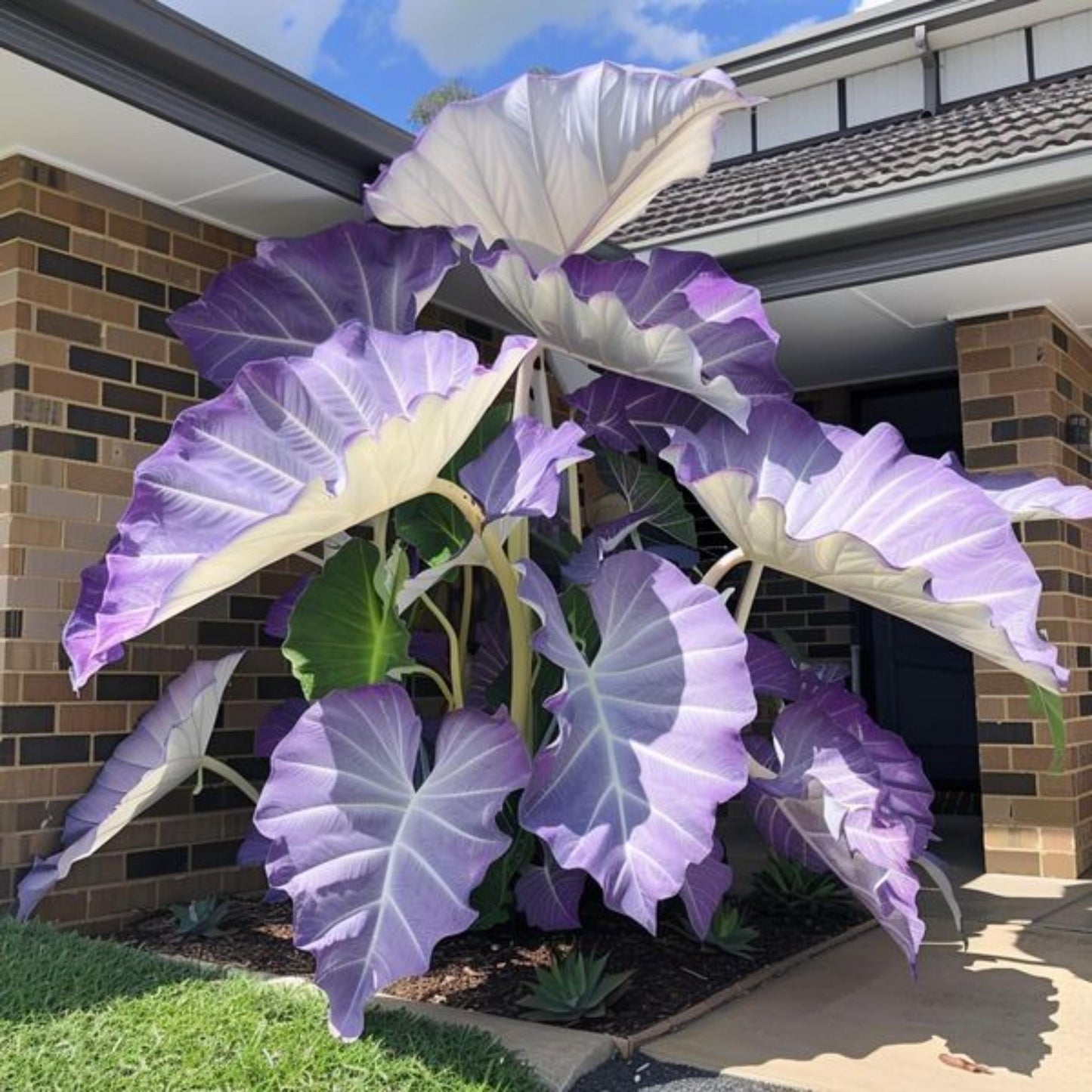 98Pcs Elephant Ear Seeds build striking towering ornamental clumps with giant leaves in private residential yard spaces