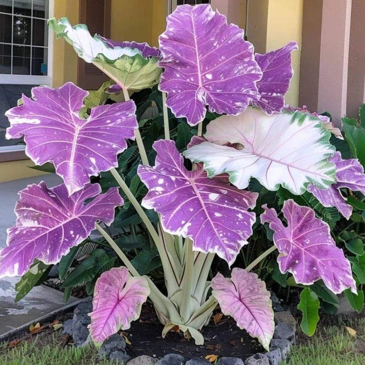 98Pcs Elephant Ear Seeds build striking towering ornamental clumps with giant leaves in private residential yard spaces
