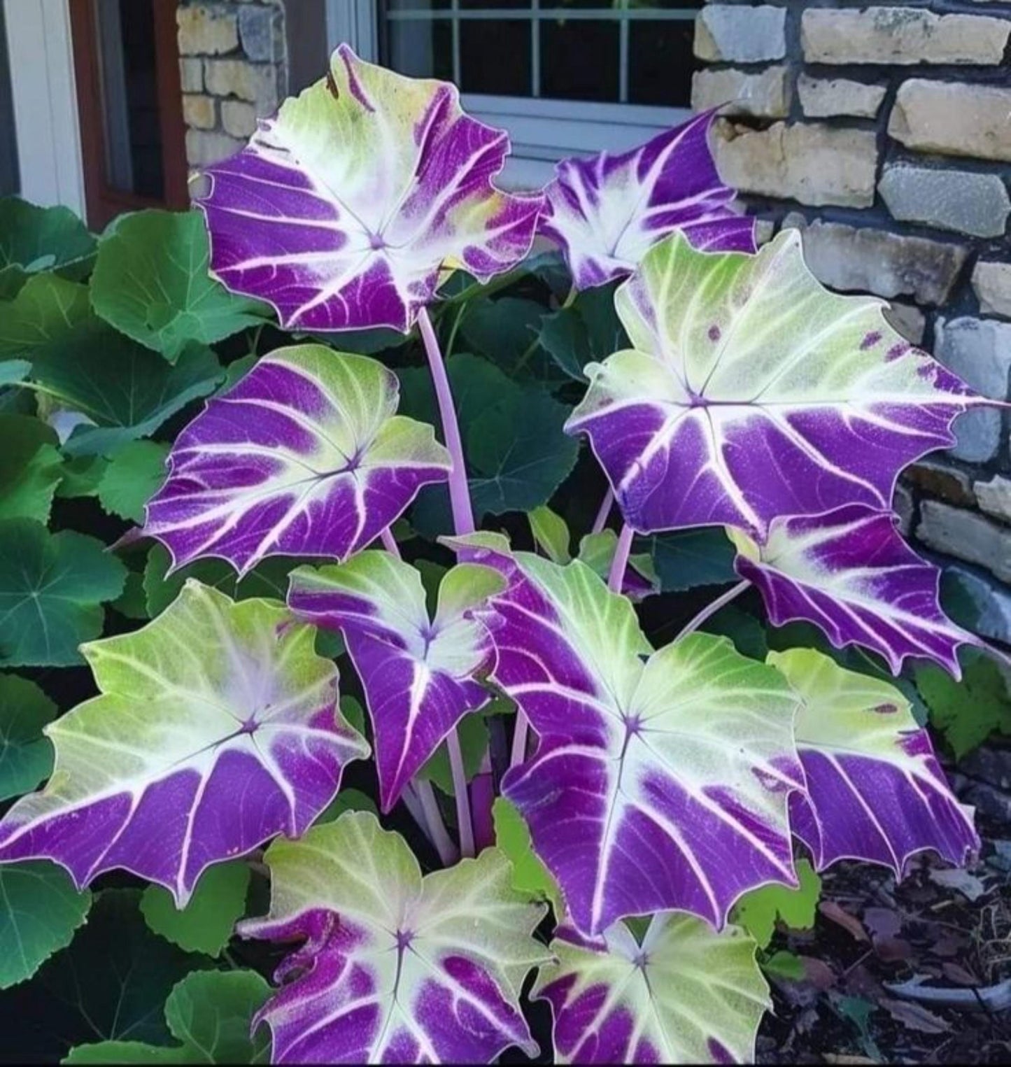 98Pcs Elephant Ear Seeds build striking towering ornamental clumps with giant leaves in private residential yard spaces