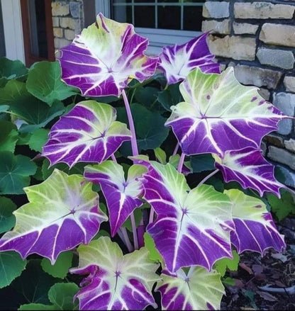 98Pcs Elephant Ear Seeds build striking towering ornamental clumps with giant leaves in private residential yard spaces