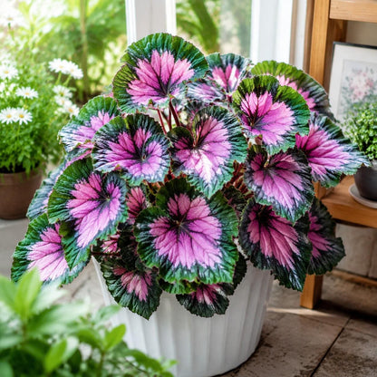 100Pcs Coleus Seeds Striking Pink Purple Starburst Foliage Colorful Indoor Outdoor Garden Annual Seeds