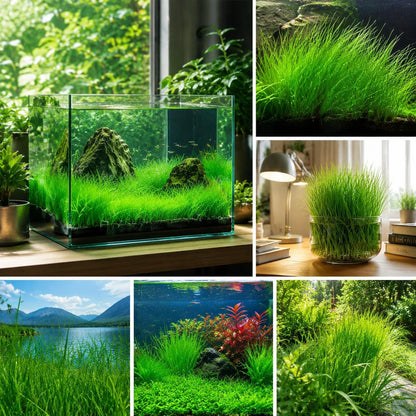 1960Pcs Aquarium Carpet Plant Seeds for Freshwater Tanks Lush Green Grass Substrate Coverage Easy Setup