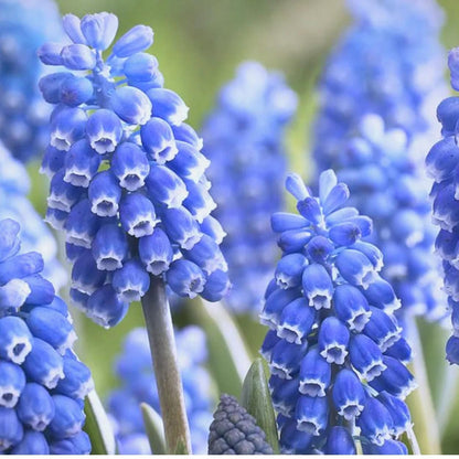 Mixed Color Grape Hyacinth 200Pcs Seeds Perennial Ground Cover for Landscaping