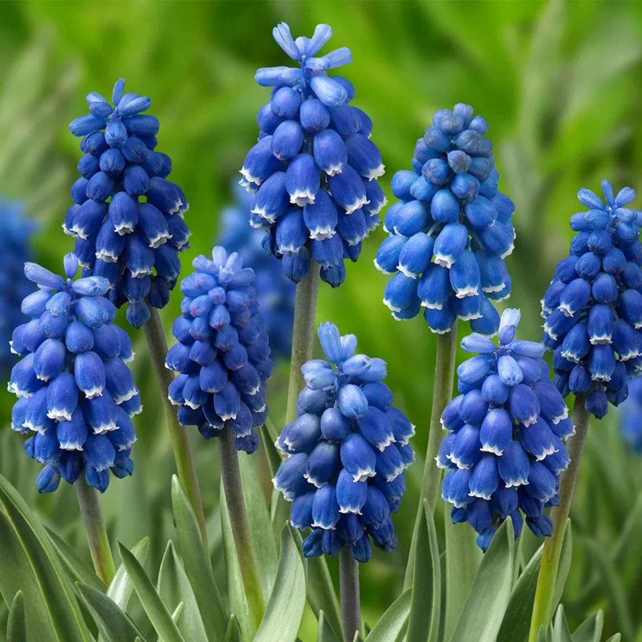 Mixed Color Grape Hyacinth 200Pcs Seeds Perennial Ground Cover for Landscaping