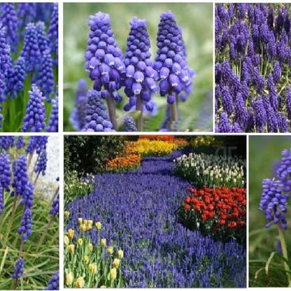 Mixed Color Grape Hyacinth 200Pcs Seeds Perennial Ground Cover for Landscaping