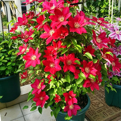 96Pcs Mix Clematis Climbing Vine Perennial Flower / Blooming Climber Patio & Garden Decor
