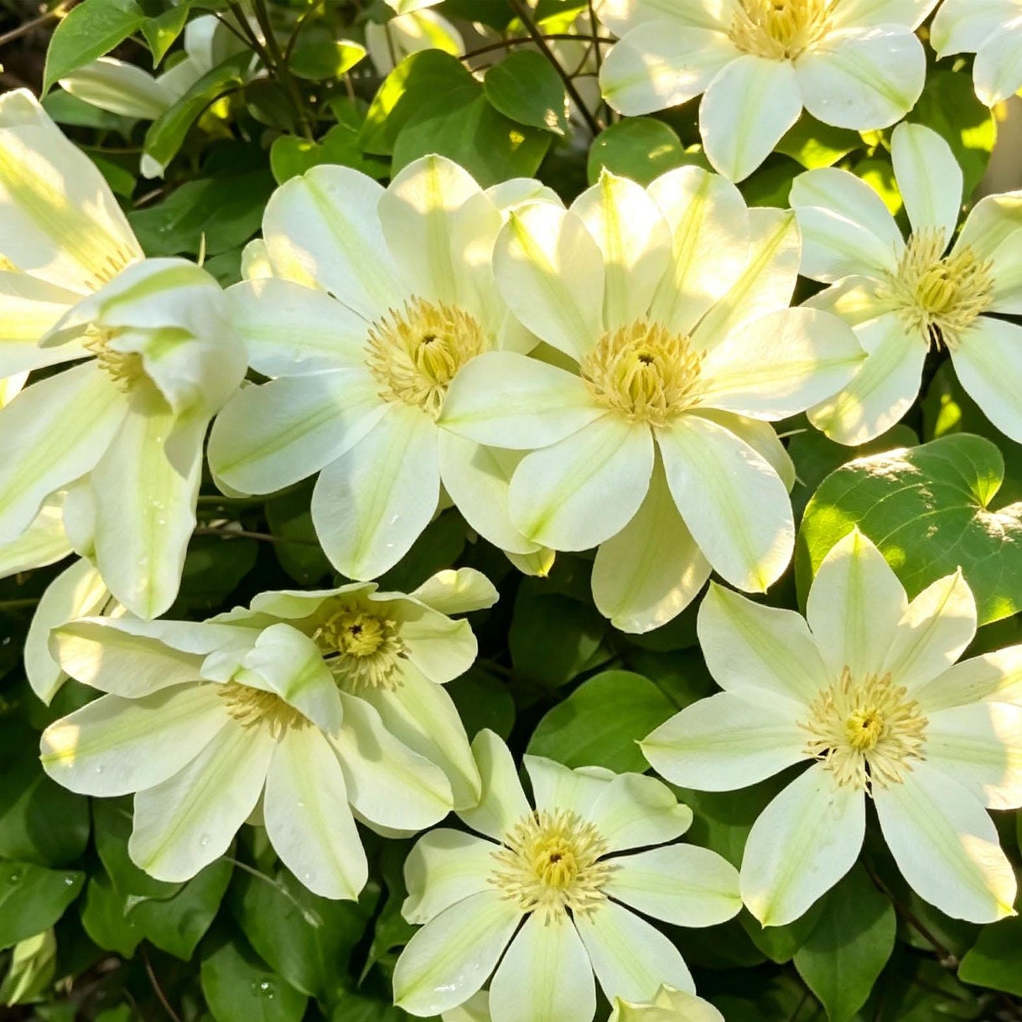 96Pcs Mix Clematis Climbing Vine Perennial Flower / Blooming Climber Patio & Garden Decor