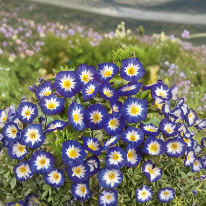 100pcs Dwarf Morning Glory Seeds Convolvulus Tricolor Compact Blue Flowers Pollinator Garden Non GMO