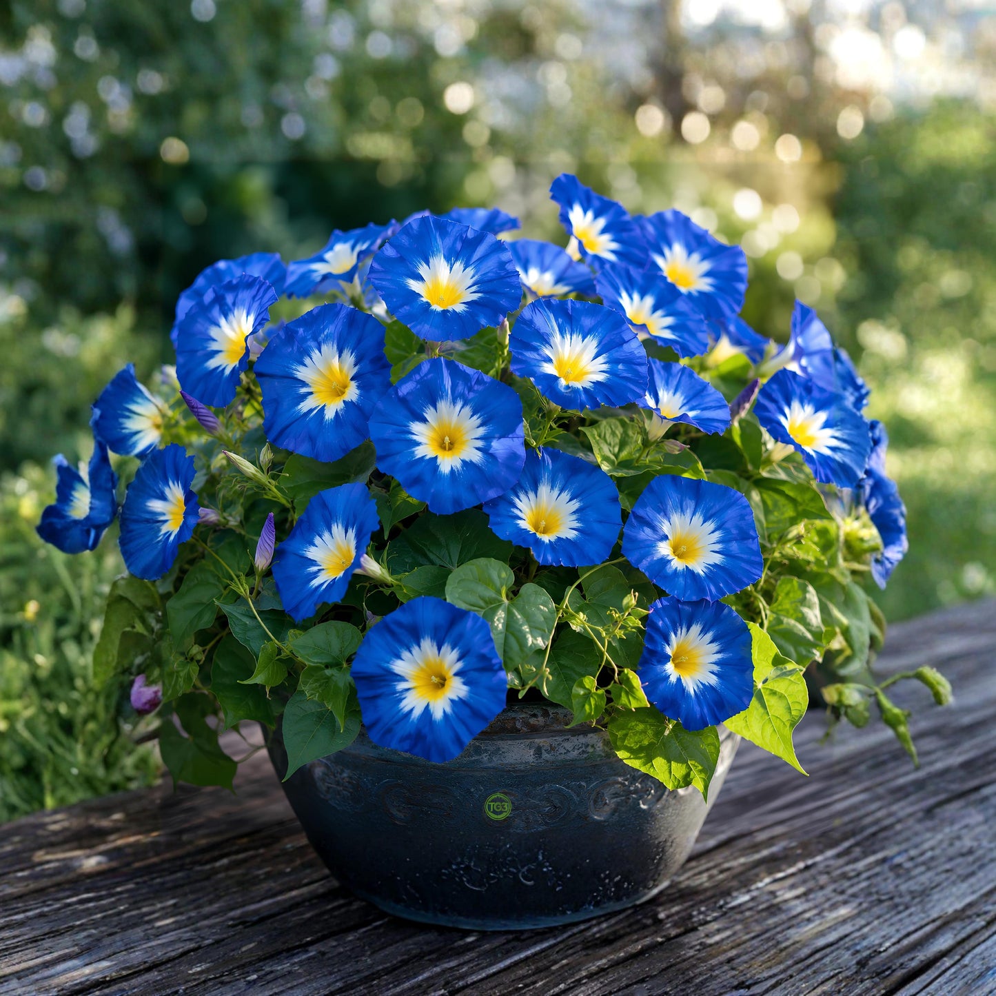 100pcs Dwarf Morning Glory Seeds Convolvulus Tricolor Compact Blue Flowers Pollinator Garden Non GMO