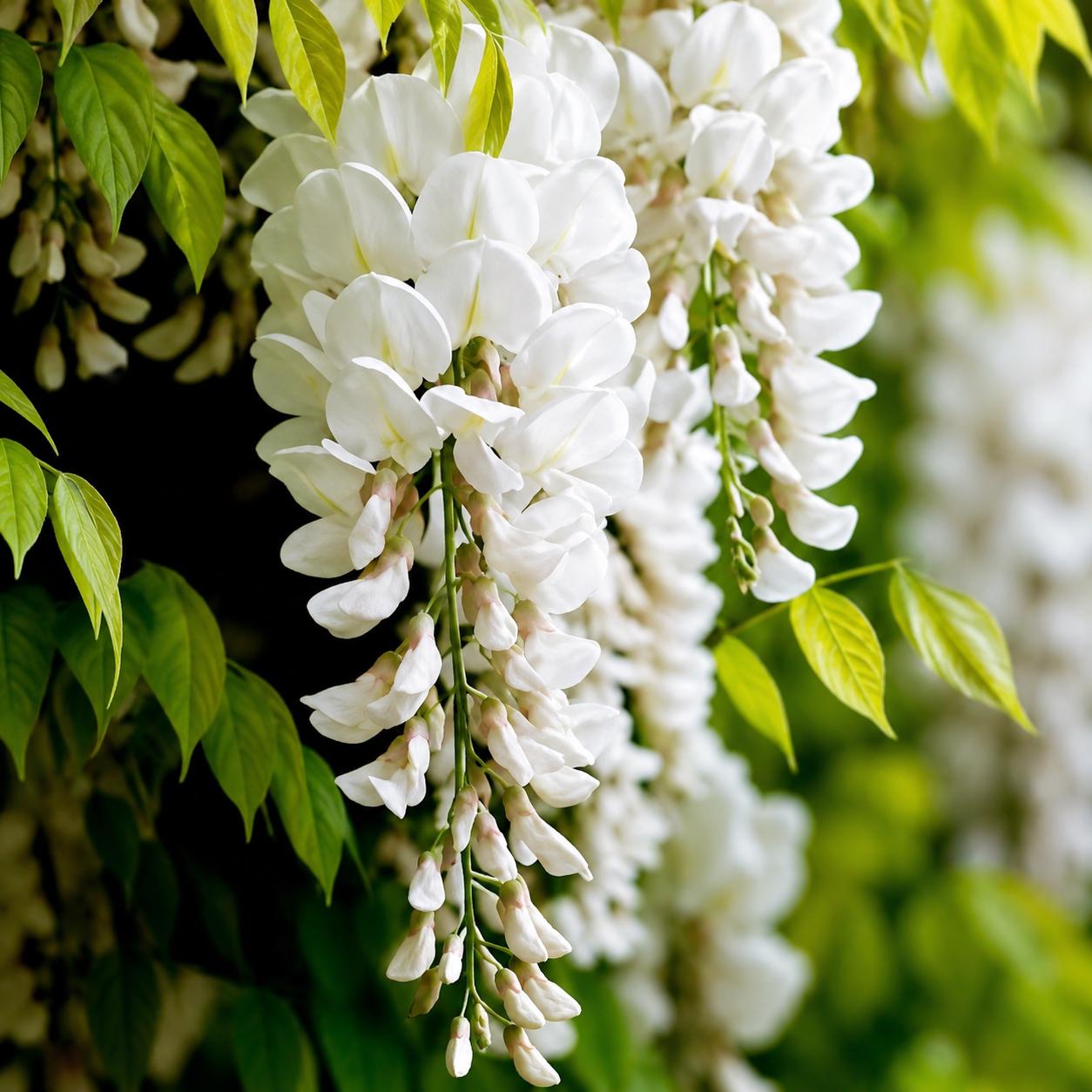10pcs White Wisteria Seeds Cascading Floral Sprays Quick Growing with Wisteria Seeds