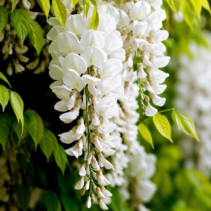 10pcs White Wisteria Seeds Cascading Floral Sprays Quick Growing with Wisteria Seeds