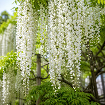 10pcs White Wisteria Seeds Cascading Floral Sprays Quick Growing with Wisteria Seeds