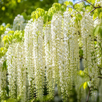 10pcs White Wisteria Seeds Cascading Floral Sprays Quick Growing with Wisteria Seeds