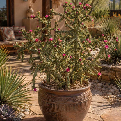 100Pcs Cold Hardy Tree Cactus Seeds - Flowering Cane Cholla - Cylindropuntia Imbricata