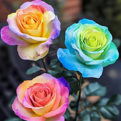 Rainbow Rose Seeds 150Pcs Perennial Garden Plant