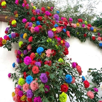 100pcs Climbing Rose Seeds – Exotic Hybrid Garden Roses