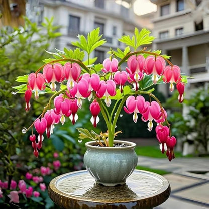 25pcs Quick Growing Graceful Arching Blooms with Bleeding Heart Peony Seeds for Yard Planting
