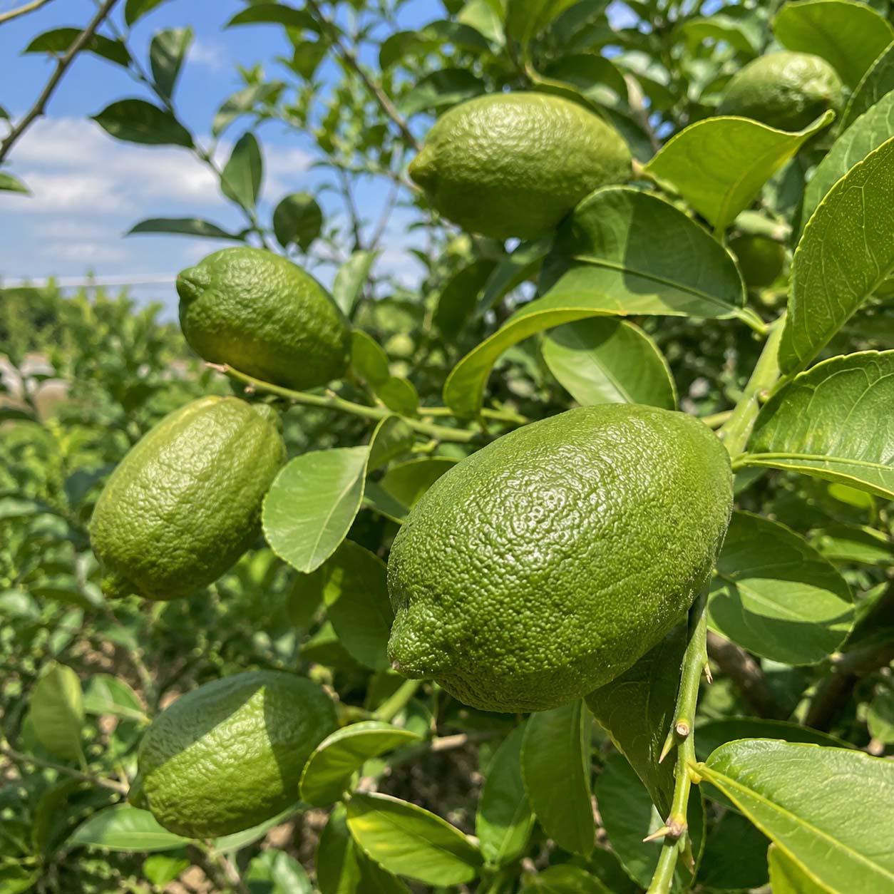 30pcs Perfume Lemon Tree seeds Non GMO outdoor garden planting
