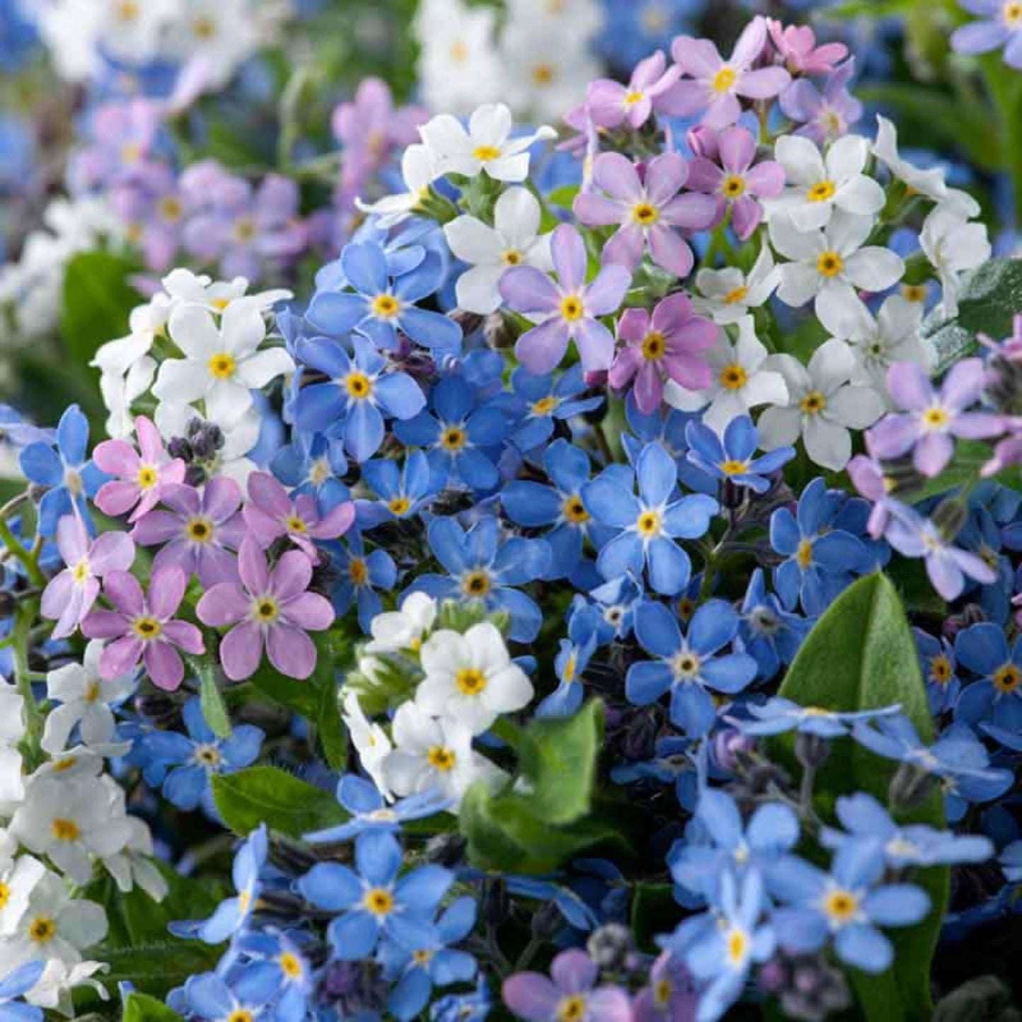 500Pcs Forget Me Not Seeds suitable for casual home gardening and long-term border decorative layout