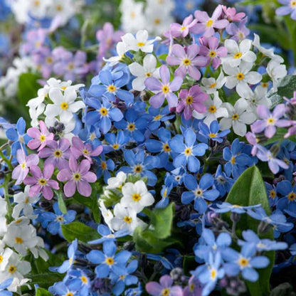 500Pcs Forget Me Not Seeds suitable for casual home gardening and long-term border decorative layout