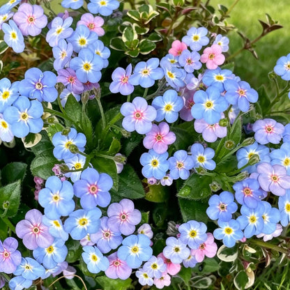 500Pcs Forget Me Not Seeds suitable for casual home gardening and long-term border decorative layout