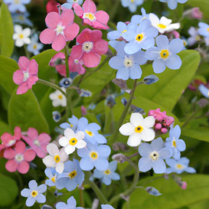 500Pcs Forget Me Not Seeds suitable for casual home gardening and long-term border decorative layout