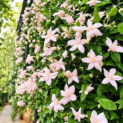 50pcs Double Jasmine Seeds – Fragrant Climbing Garden Vine
