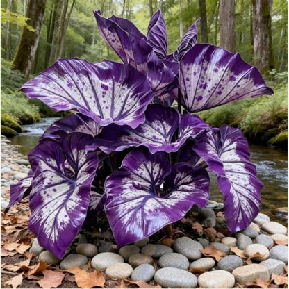 87Pcs Easy to Cultivate Elephant Ear Seeds match naturally with tropical yard design and shaded garden layout styles