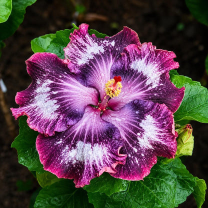 100pcs Silver Pink Purple Hibiscus Flowers Perennial Bloom Sun Patio Container Butterfly Seeds