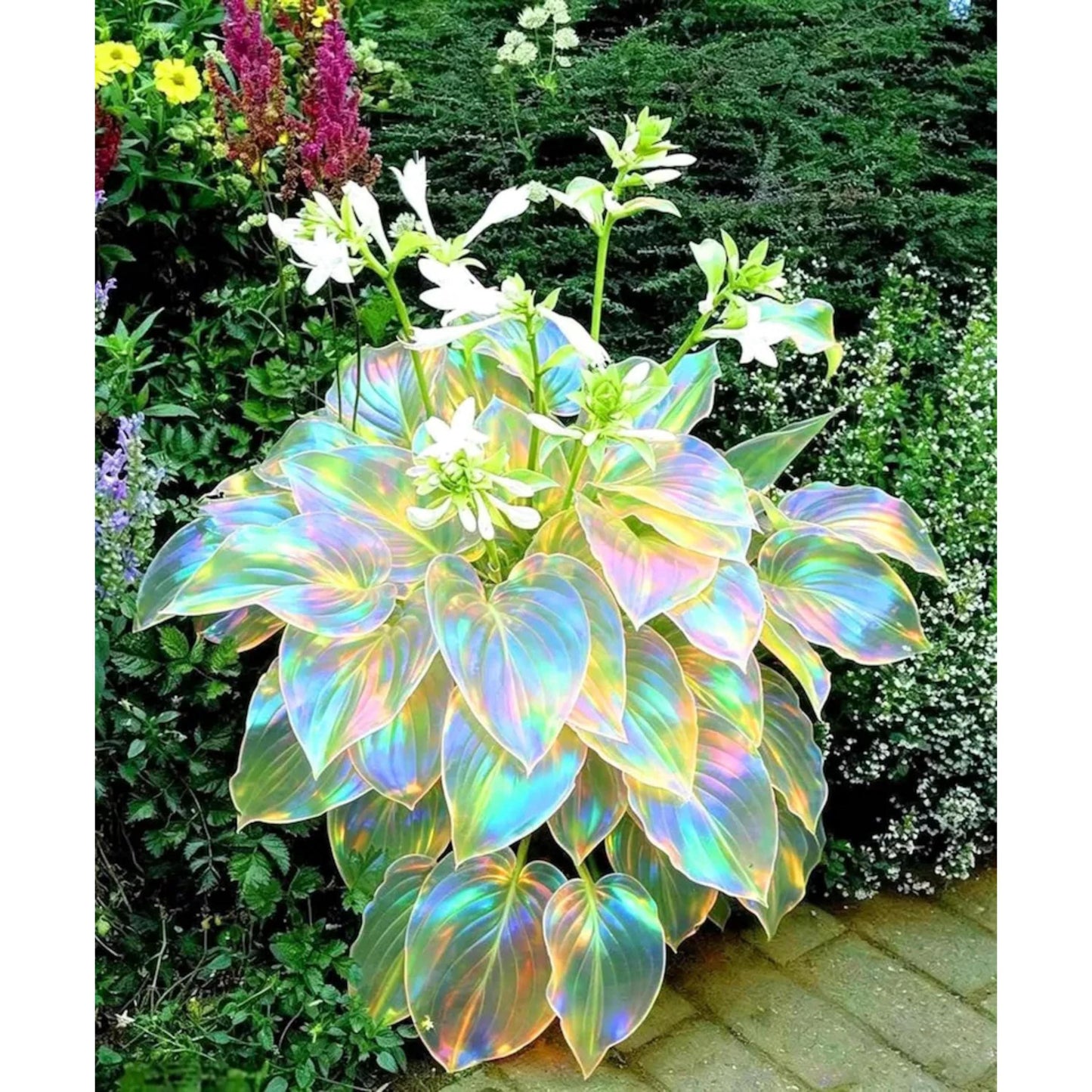 99Pcs Rainbow Purple White Hosta Seeds – Perennial Shade Plants for Borders & Containers