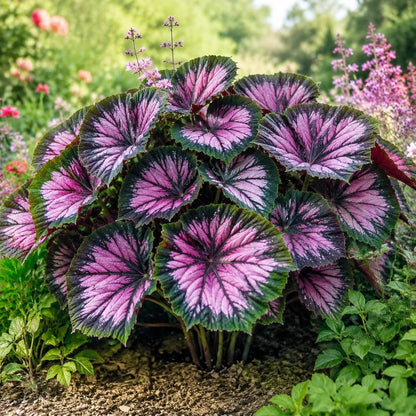 100Pcs Coleus Seeds Striking Pink Purple Starburst Foliage Colorful Indoor Outdoor Garden Annual Seeds