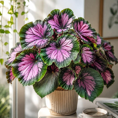 100Pcs Coleus Seeds Striking Pink Purple Starburst Foliage Colorful Indoor Outdoor Garden Annual Seeds