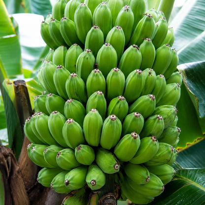 100pcs Banana Seeds Extremely Easy To Sow And Hassle Free To Cultivate Even For Novice Gardeners Perfect For Outdoor Patios