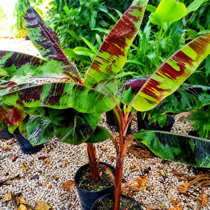 100pcs Banana Seeds Extremely Easy To Sow And Hassle Free To Cultivate Even For Novice Gardeners Perfect For Outdoor Patios