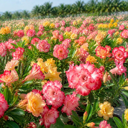 25Pcs Desert Rose Seeds for Flower Garden Double Bloom Mixed Colors Drought Tolerant Sun Loving Container Friendly Seeds