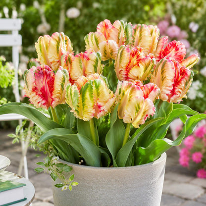 200Pcs Tulip Seeds Heirloom Style Rainbow Cream Red Blooms Garden Border Container Planting Mix