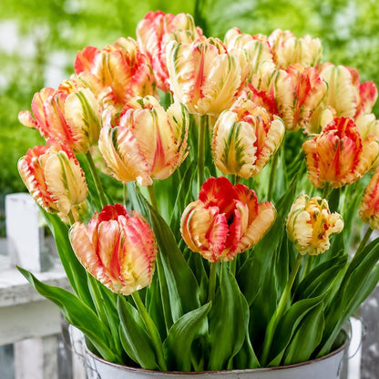 200Pcs Tulip Seeds Heirloom Style Rainbow Cream Red Blooms Garden Border Container Planting Mix
