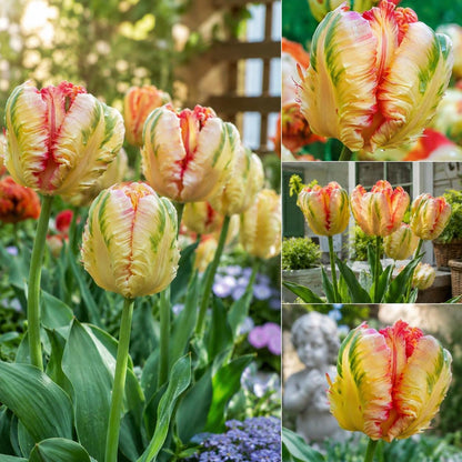 200Pcs Tulip Seeds Heirloom Style Rainbow Cream Red Blooms Garden Border Container Planting Mix