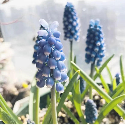 Mixed Color Grape Hyacinth 200Pcs Seeds Perennial Ground Cover for Landscaping