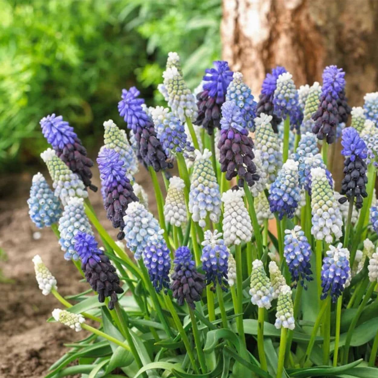 Mixed Color Grape Hyacinth 200Pcs Seeds Perennial Ground Cover for Landscaping