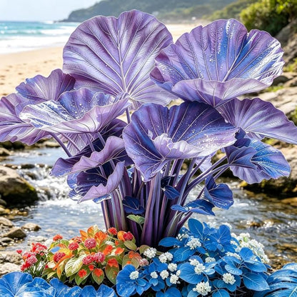 100Pcs Purple White Elephant Ear Foliage Plant – Tropical Large Heart-Shaped Leaves for Gardens & Pots